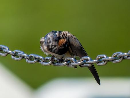 鎖にとまるツバメ 鎖にとまるツバメ ツバメ,燕,野鳥の写真素材