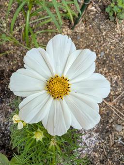 コスモスの花 2 コスモスの花 2 コスモス,白,一重咲きの写真素材