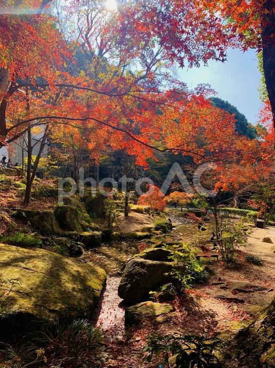 竈門神社　紅葉　福岡県 竈門神社,鬼滅の刃,太宰府の写真素材