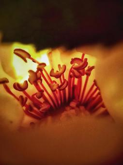 フラワー(アップ画)の写真