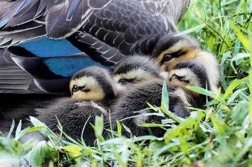 カルガモの添い寝 カルガモ,カルガモの雛,子供たちの写真素材