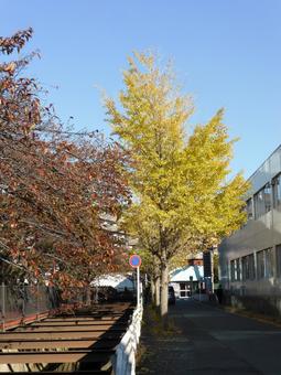 11月中旬・大船中央郵便局付近のイチョウ 11月中旬・大船中央郵便局付近のイチョウ イチョウ,木,植物の写真素材
