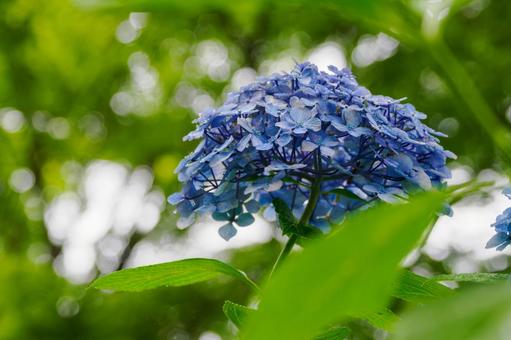 Hydrangea(99), JPG Hydrangea(99), JPG