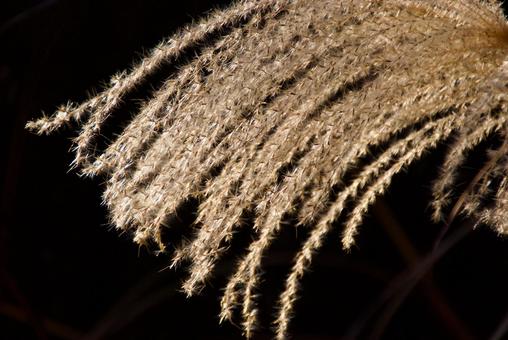 ススキ 薄,穂,秋の写真素材