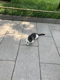 Stray cat, JPG