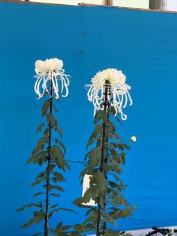 白い菊 白い菊の写真