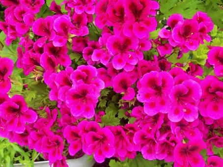 道端の可憐な花々 道端の可憐な花々の写真