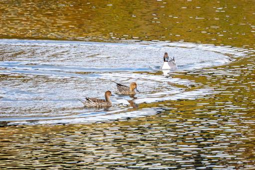 オナガガモ⒂ カモ,オナガガモ,群れの写真素材