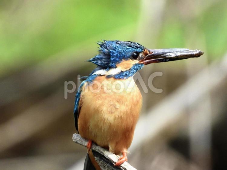 逆さに魚を咥えるカワセミ 鳥,野鳥,カワセミの写真素材