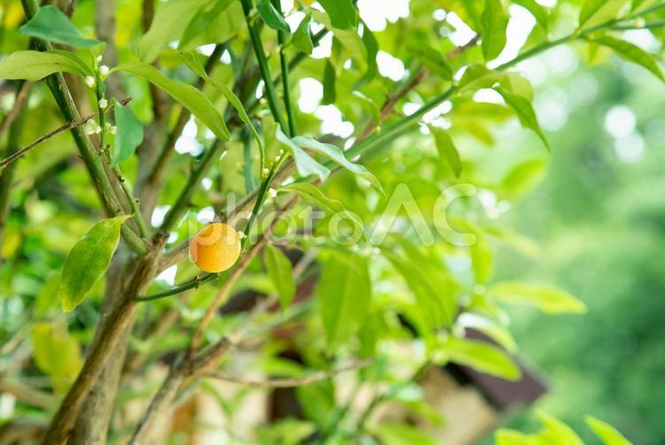 新緑の葉　木の実 夏,新緑,木漏れ日の写真素材