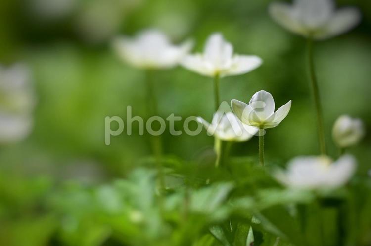白い小花が自然に群生している背景 野草,自然,群生の写真素材