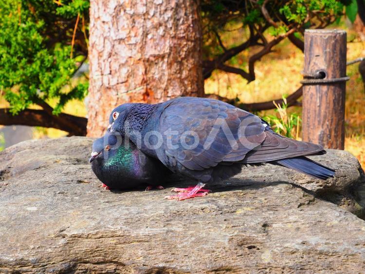 ぴったりとくっつく二羽のハト 鳥,ハト,鳩の写真素材