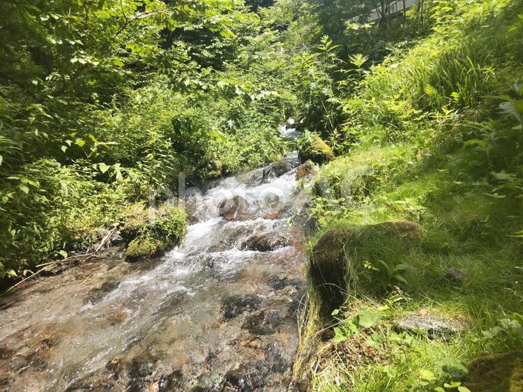 風景　夏の渓谷の流れる川 風景,夏山,川の写真素材