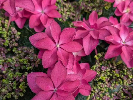鮮やかなピンクの紫陽花 鮮やかなピンクの紫陽花の写真