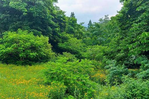 2025年7月の里山17 2025年7月の里山17 夏の花,黄色い花,野草の写真素材