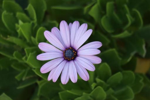 beautiful purple osteospermum flowers, JPG