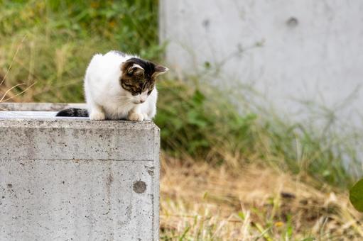 猫(248) 猫(248)の写真