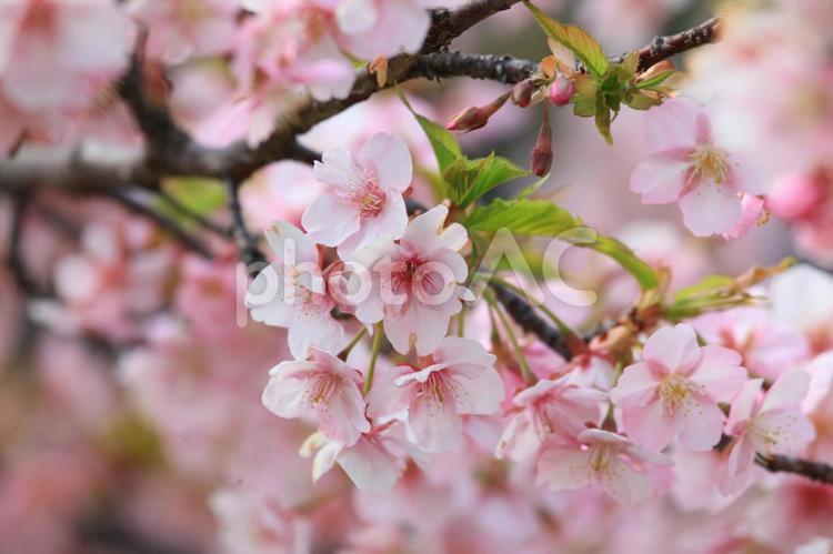 桜のピンクの花びら 桜,サクラ,さくらの写真素材