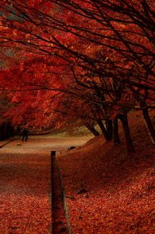紅葉 紅葉,11月,赤の写真素材