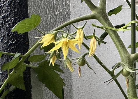 ミニトマト開花した花芽と緑の小さなトマト ミニトマト開花した花芽と緑の小さなトマトの写真