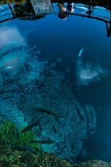 忍野八海の青く澄んだ湧水と魚群 忍野八海,湧水,魚の写真素材