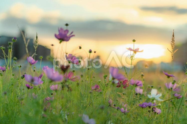 ピンクのコスモスと夕焼け空 コスモス,秋桜,花の写真素材
