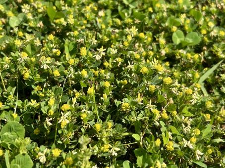 コメツブツメクサの小さな黄色い花 コメツブツメクサの小さな黄色い花の写真