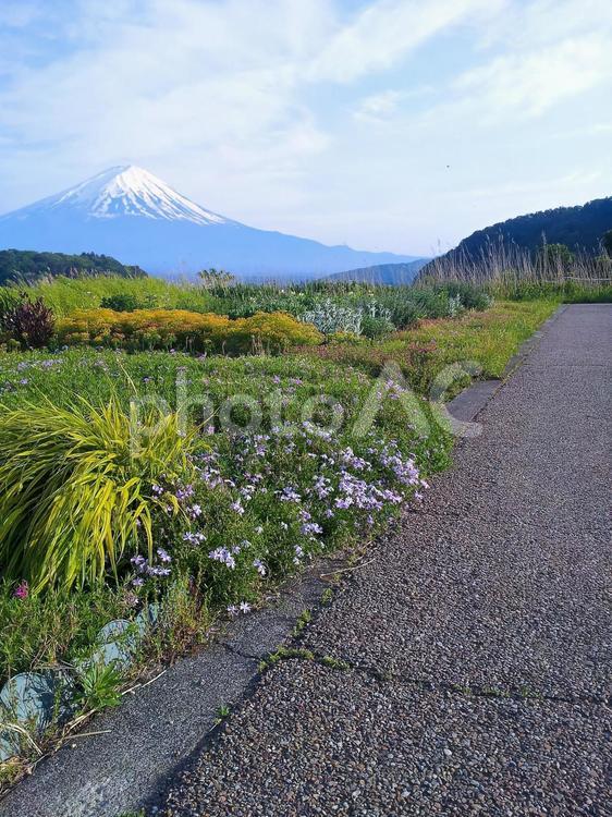 初夏の大石公園から望む富士山 富士山,初夏の富士山,大石公園の写真素材