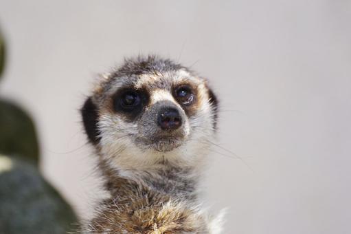ミーアキャット ミーアキャット,スペース,生き物の写真素材