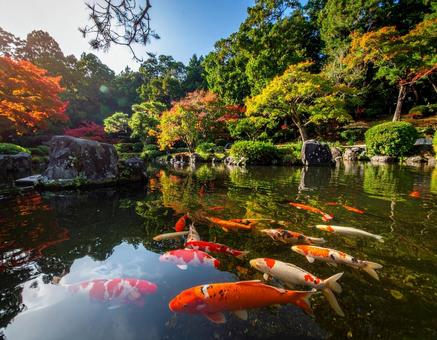 錦鯉のいる秋の日本庭園の写真