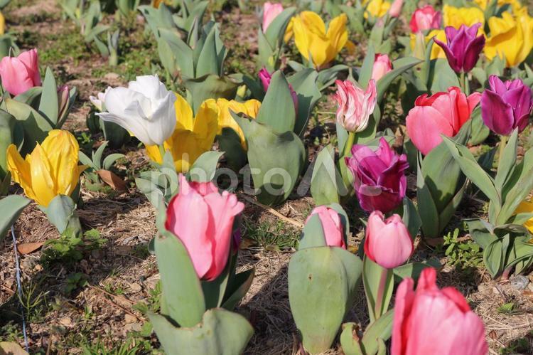 どの花見ても、きれい チューリップ,ピンクのチューリップ,黄色いチューリップの写真素材
