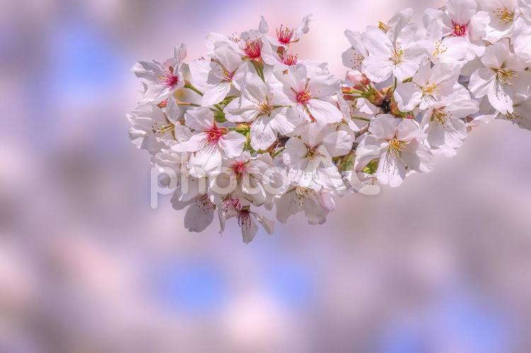 桜の開花イメージ 桜,満開,桃色の写真素材