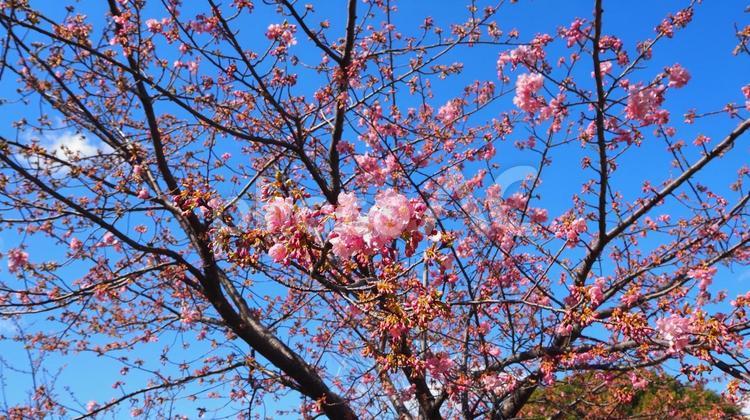 春の葛西臨海公園・河津桜・東京都江戸川区 河津桜,葛西臨海公園,さくらの写真素材