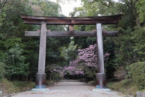 近江神宮 一の鳥居 近江神宮 一の鳥居の写真