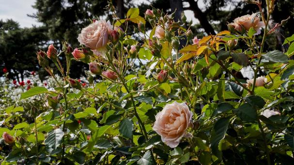 【花の写真】ばらの花 rose,植物,園芸の写真素材