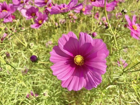 コスモス畑の中で コスモス畑の中で コスモス畑,秋桜,ピンクの写真素材