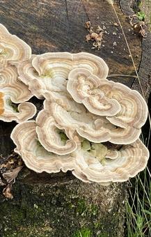 乳白色のカワラタケ カワラタケ,きのこ,瓦茸の写真素材