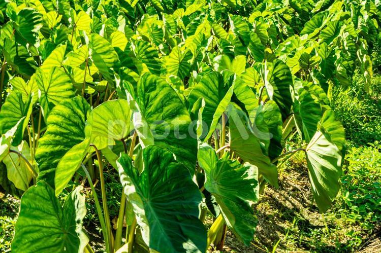 夏の里芋の畑 里芋,サトイモ,芋の写真素材
