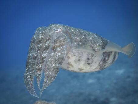 青の宇宙を泳ぐコウイカ 水中写真,ダイビング,イカの写真素材