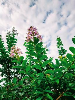 Crape myrtle, JPG Crape myrtle, JPG