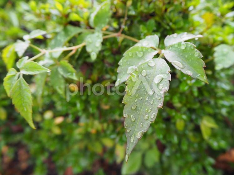 葉っぱをつたう雨滴 雨,葉っぱ,緑の写真素材