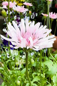 ピンクのヤグルマギクと花壇 ヤグルマギク,矢車菊,花の写真素材