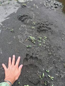 熊の足跡と手を比べてみた 熊の足跡と手を比べてみたの写真
