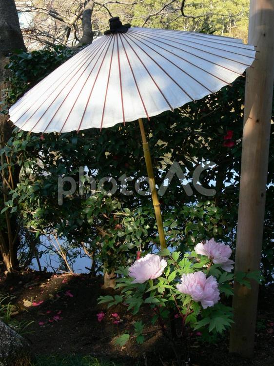 鶴岡八幡宮・冬のぼたん園その15 ぼたん,花,植物の写真素材