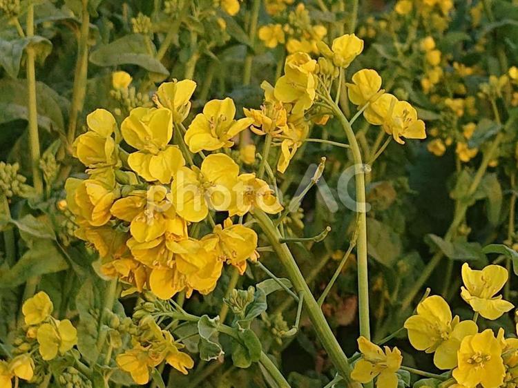 夕暮れに染まる菜の花畑 菜の花,野菜,春の写真素材