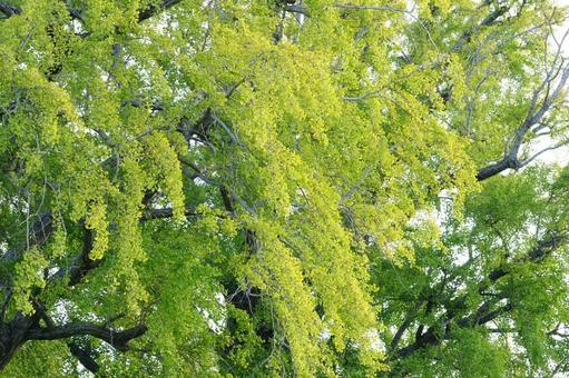 イチョウの木 イチョウ,葉,黄葉の写真素材