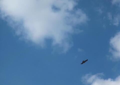 トビ トビ,とんび,鳶の写真素材