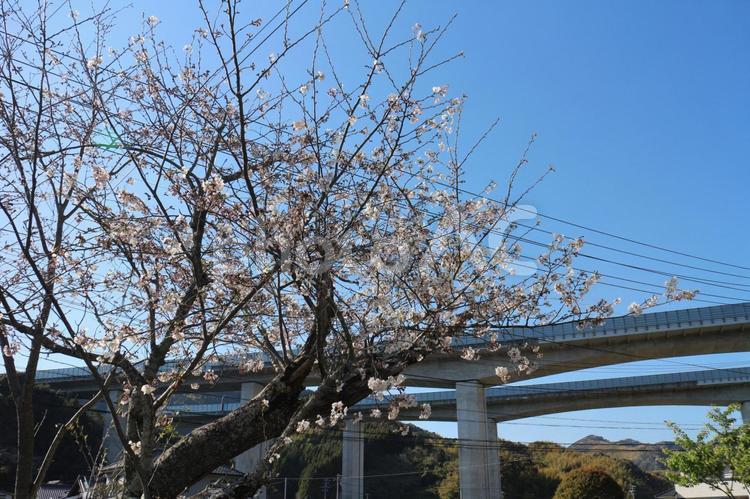 第二東名とサクラ さくら,東名,第二東名の写真素材