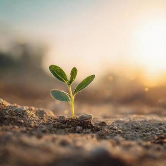 生命の始まり:小さな苗 生命の始まり:小さな苗の写真