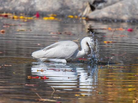 水辺のコサギ コサギ,鳥,野鳥の写真素材